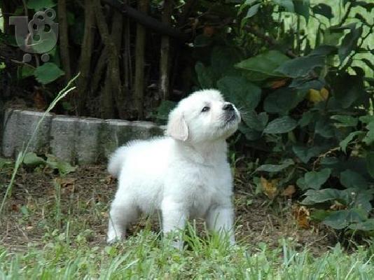 PoulaTo: Golden retriever puppies